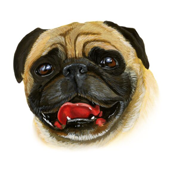 Pug Dog Pose Thumbnail