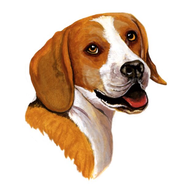 Beagle Dog Color Pose Thumbnail