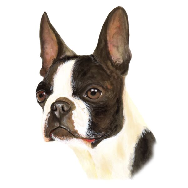 Boston Terrier Thumbnail