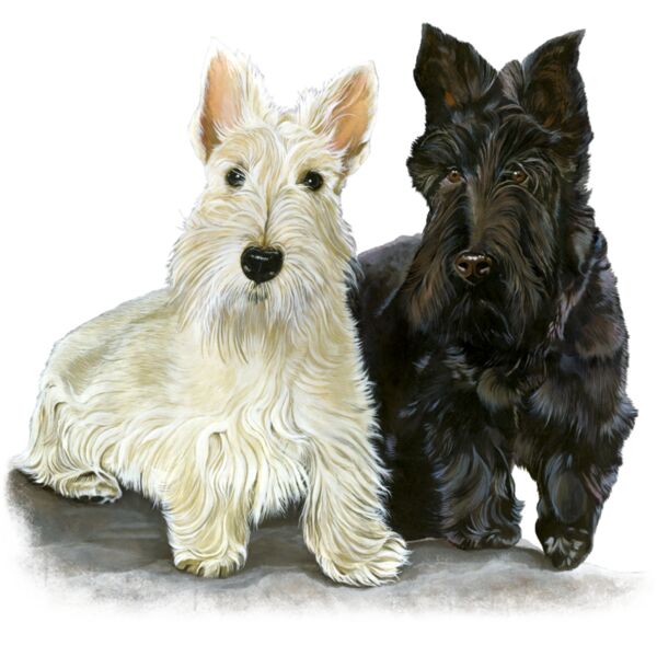 Scottish Terrier Thumbnail