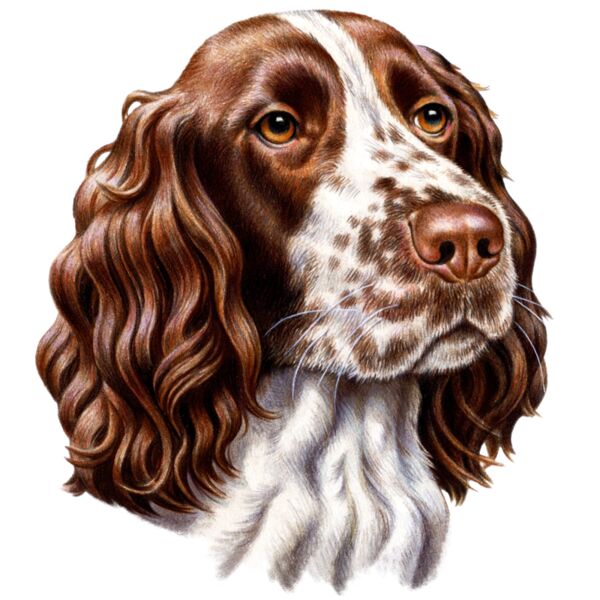 Springer Spaniel Thumbnail