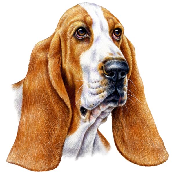 Bassett Hound Thumbnail