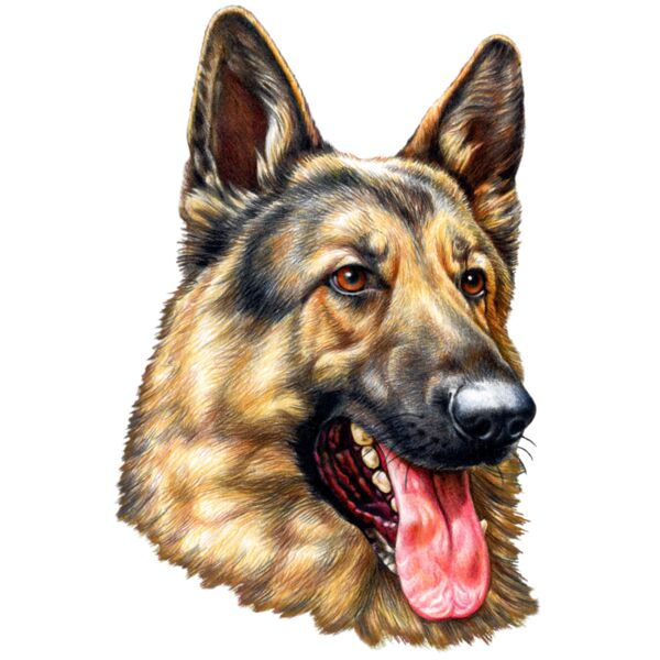 German Shepherd Thumbnail