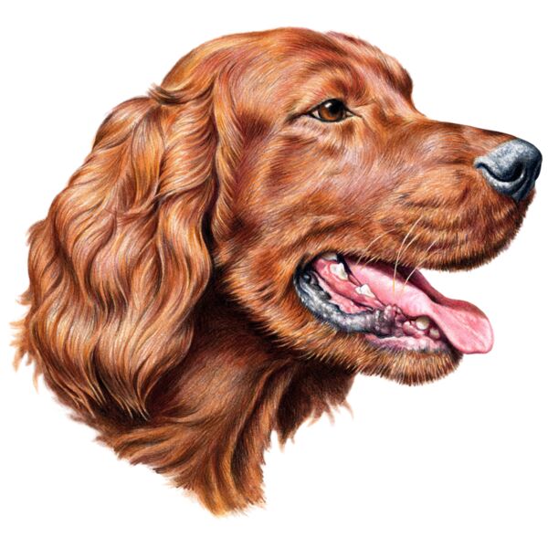 Irish Setter Thumbnail