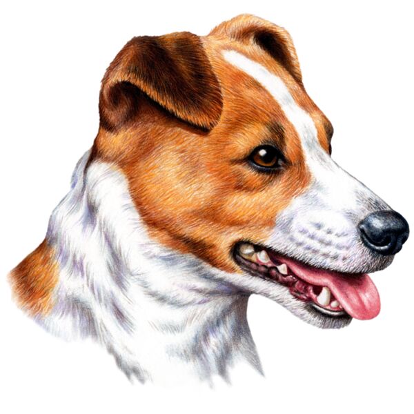 Jack Russell Thumbnail