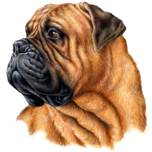 Bullmastiff Thumbnail