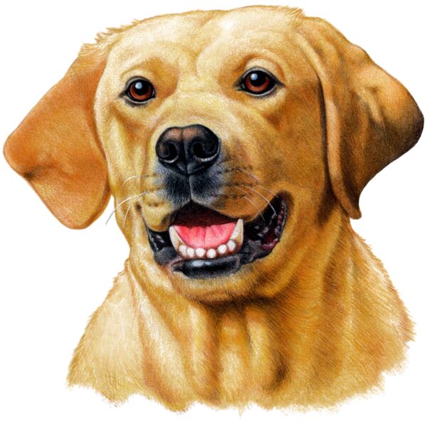 Yellow Lab Thumbnail