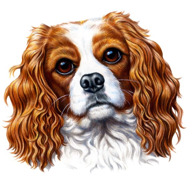 Cavalier King Charles Spaniel Thumbnail