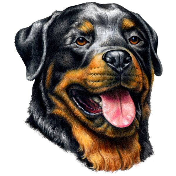 Rottweiler Thumbnail
