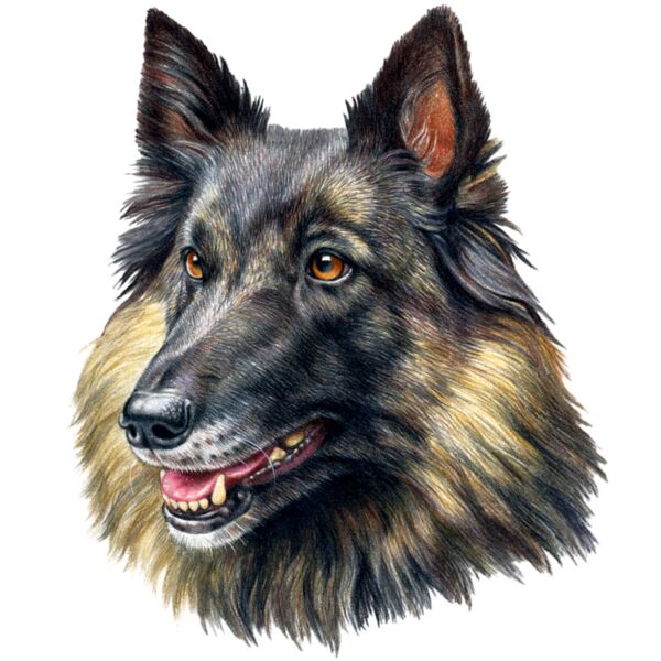 Belgian Tervuren Thumbnail