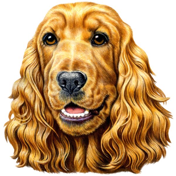 Cocker Spaniel Thumbnail